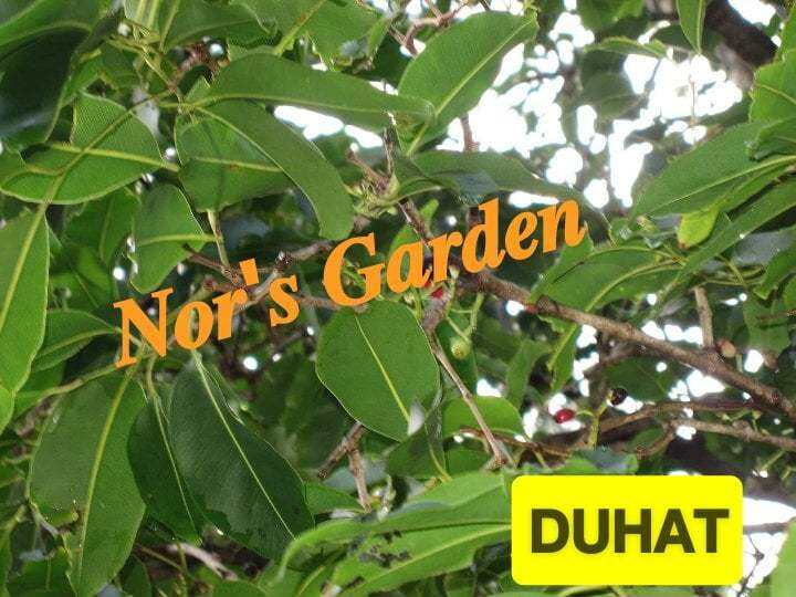 Duhat plant (23 FT.) Lazada PH