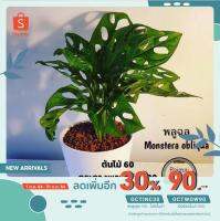 Promotion [ลด30% ใส่ OCTINC30] ต้นพลูฉลุ Monstera obliqua มีกระถางให้เลือกค่ะ  60 พร้อมส่ง พรรณ ไม้ น้ำ พรรณ ไม้ ทุก ชนิด พรรณ ไม้ น้ำ สวยงาม พรรณ ไม้ มงคล