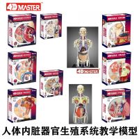 4 d Master human organs dissection assembled model reproductive organs skin kidney lung medical teaching