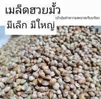 ฮวยมั้วเม็ดใหญ่สะใจของ สดใหม่ สะอาด เกรดสวย ราคาส่ง อาหารนก แฮมเตอร์ กระรอก(แบ่ง200g 500g -1kg)