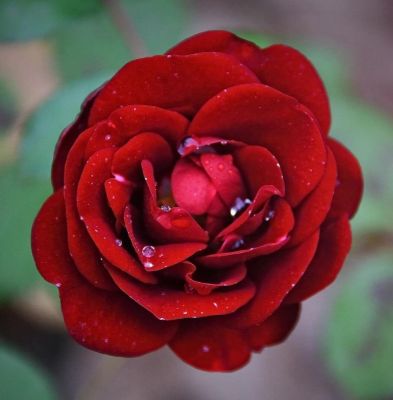 30 เมล็ด เมล็ดพันธุ์ กุหลาบมอญ สีแดง Rose Seeds ดอกใหญ่ ดอกหอม นำเข้าจากต่างประเทศ พร้อมคู่มือ เมล็ดสด ใหม่