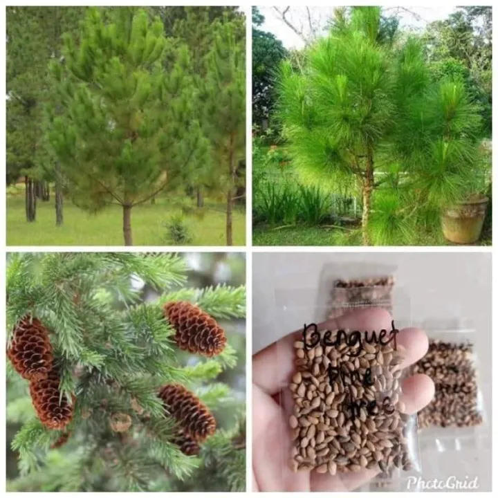 BENGUET PINE TREE SEEDS 100 PIECES BAGUIO TREE PINE TREE SEEDS 100
