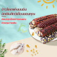 ข้าวโพดเม็ดเล็ก ข้าวโพดเเท่ง ข้าวโพดเเทะ ข้าวโพดบนซัง ผักอบสัตว์ฟันแทะ ผักอบแฮมสเตอร์ ขนมลับฟันมีประโยชน์ ข้าวโพดหวาน จากธรรมชาติ