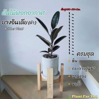 โปรWOW  ยางอินเดีย(ดำ)(Black Rubber Plant) (ต้นไม้ฟอกอากาศ)ต้นสูง 25-30+ซม. ครบชุดพร้อมโชว์ เก็บเงินปลายทาง