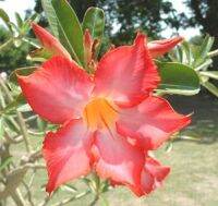 8 เมล็ด เมล็ดพันธุ์ ชวนชม สายพันธุ์ ORANGE HYBRID สีส้ม Desert Rose Adenium Seed กุหลาบทะเลทราย ราชินีบอนไซ มีคู่มือปลูก ปลูกประดับบ้าน เป็นมงคล