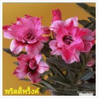 12 เมล็ด เมล็ดพันธุ์ ชวนชม สายพันธุ์ไต้หวัน ดอกสีม่วง Adenium Seeds กุหลาบทะเลทราย Desert Rose ราชินีบอนไซ อัตรางอก 80-90% มีคู่มือปลูก