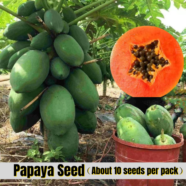 Delicious Dwarf Papaya Seeds for Sale (10pcs Seeds for Planting) Biji