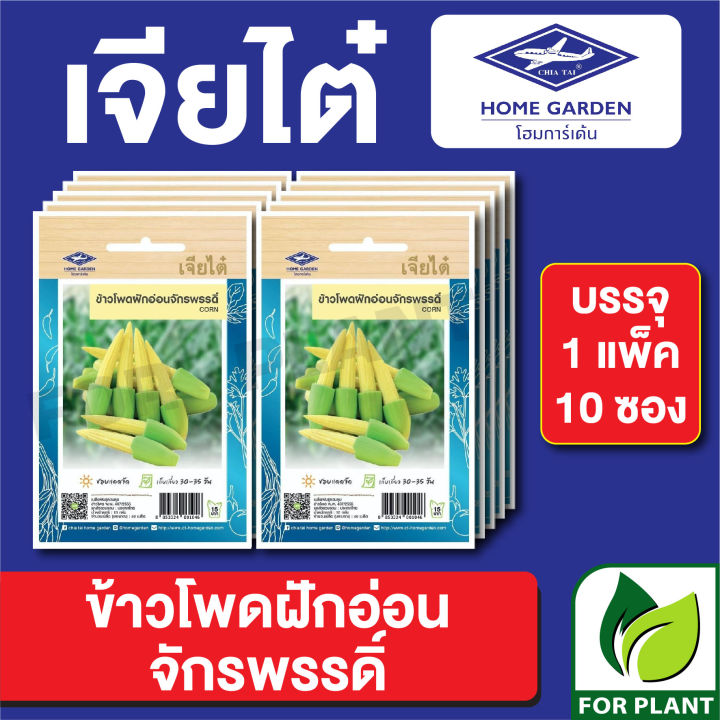 ผักซองเจียไต๋-ข้าวโพดอ่อนจักรพรรดิ์-บรรจุแพ็คล่ะ-10-ซอง-ราคา-70-บาท