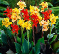 เมล็ดพันธุ์ พุทธรักษา (Canna / Canna Lily) งอกชัวร์ ปลูกง่าย โตไว