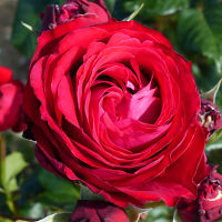 20 เมล็ด กุหลาบ นำเข้า Renaissance Rose Seeds สายพันธุ์ Catherine ดอกไม้สีแดง