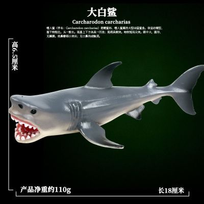 Simulation model of the great white shark Marine animals giant shark tooth tiger sharks killer whale shark fish plastic childrens toys furnishing articles by science and technology