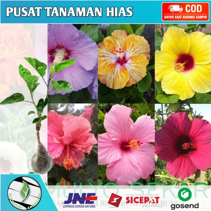 Tanaman Hias Kembang Sepatu Bunga Hibiscus Tumpuk Bangkok Tanaman Outdoor Lazada Indonesia 4756