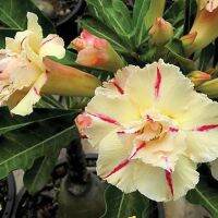 8 เมล็ด เมล็ดพันธุ์ ชวนชม สายพันธุ์ Luang Siam สีเหลือง Desert Rose Adenium Seed กุหลาบทะเลทราย ราชินีบอนไซ มีคู่มือปลูก ปลูกประดับบ้าน เป็นมงคล