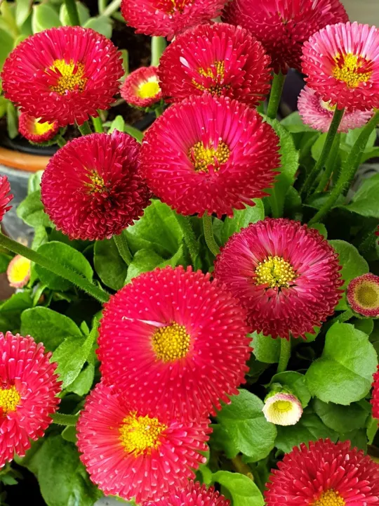 Bellis Flower Garden Plant Outdoor Seeds Original Pack Sale | Lazada PH