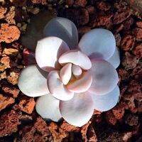 Snow lotus succulent plant fairy meat dream beauty cute with powder office balcony combination potted