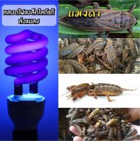 หลอดไฟ Black light ไฟผับ หลอดไฟเรืองแสง หลอดไฟล่อแมลง หลอดไฟใช้ไฟบ้าน หลอดไฟล่อแมงดา 40 วัตต์ ขั้วสายไฟยาว 3 เมตร หลอดแบล็คไลท์ BLACKLIGHT พร้อมส่ง