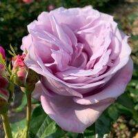 20 เมล็ด กุหลาบ นำเข้า Renaissance Rose Seeds สายพันธุ์ Sandra ดอกไม้สีม่วง