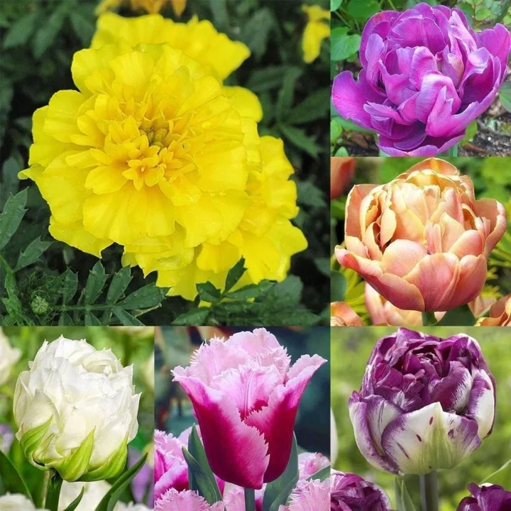 50 Seeds (buy 2 get 1 free) Nice Adorable Flower Fragrant Fragrant