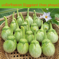 เมล็ดพันธุ์ มะเขือเจ้าพระยา (Eggplant Chao phaya) 200 เมล็ด ปลูกง่าย ปลูกได้ทั่วไทย