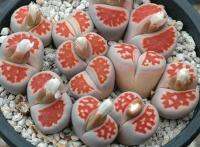 LITHOPS - karasmontana v mickbergensis red tops (10 เมล็ด)