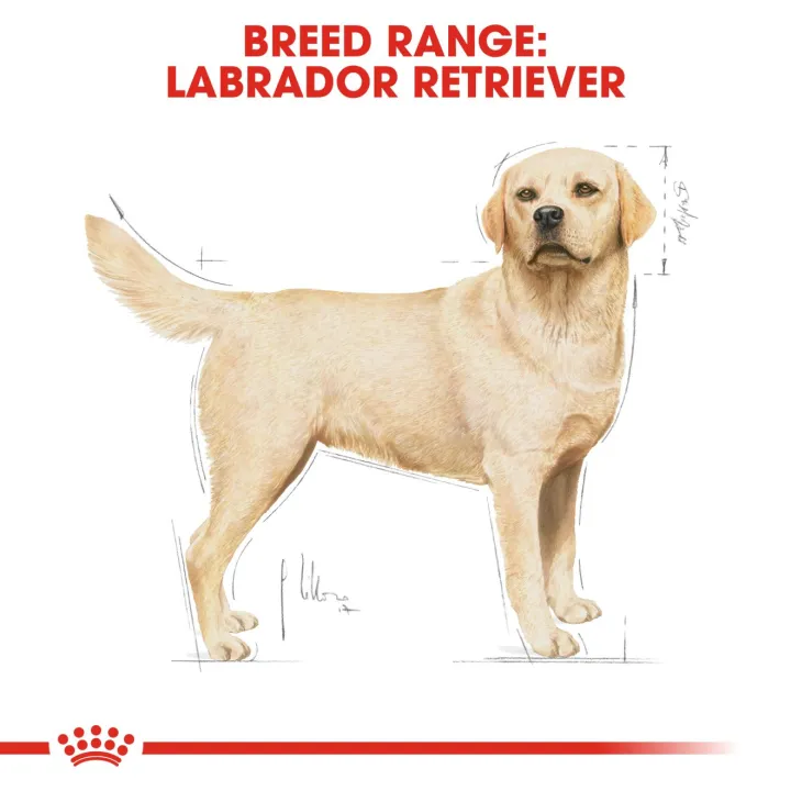 หมดอายุ2-4-24-royal-canin-labrador-retriever-adult-12-kg-อาหารสุนัขโตพันธุ์ลาบราดอร์