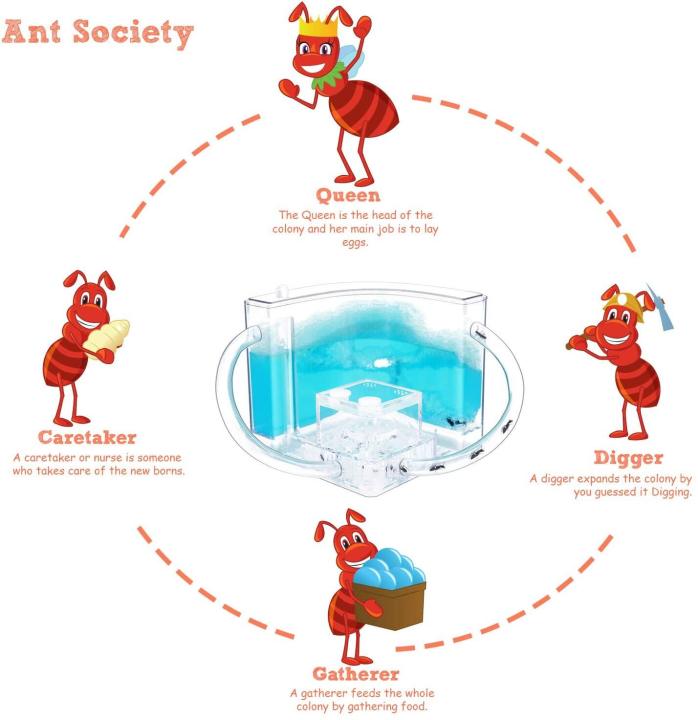 teekland-ant-ปราสาทฟาร์ม-ant-ชุดเรียนรู้วิทยาศาสตร์เพื่อการศึกษาเด็กของเล่นเพื่อการเรียนรู้การเคลื่อนไหวของแมลงที่บ้านและโรงเรียน