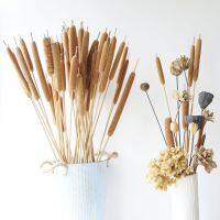 10ชิ้นดอกไม้แห้งจัดแสดงแบบธรรมชาติ Typha Angustifoliall การจัดดอกไม้งานแต่งงานบ้าน DIY อุปกรณ์รูปภาพตกแต่ง