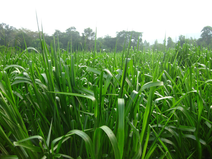 เมล็ดหญ้าพาสพาลัม-paspalum-grass-นำเข้าราคาปลีกส่ง-หญ้าปูสนาม-สนามหญ้า-เมล็ดพันธุ์หญ้า