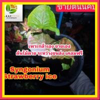 Mai syngonium strawberry ice ไหลมาเทมา ต้นไม้ตาย ระหว่างขนส่ง เคลมฟรี ต้นไม้ตาย ระหว่างขนส่ง เคลมฟรี