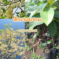 ต้นพยอม ( White meranti )ไม้มงคล (ชุด 2 ต้น)  ดอกหอม ไม้โบราณหายาก พรรไม้ที่ควรอนุรักษ์