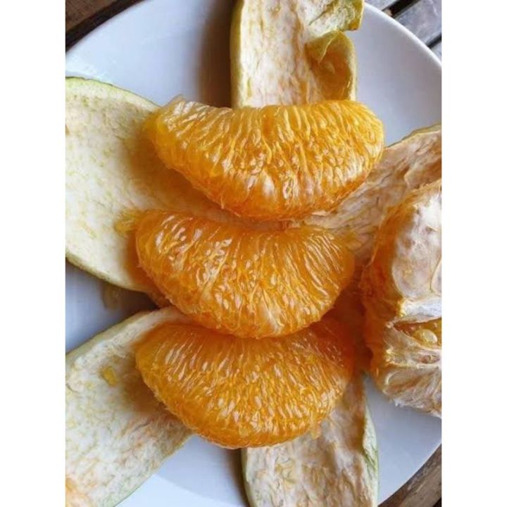 ส้มโอทองสยามต้นสูง-50-70ซม-อร่อยไม่ขม