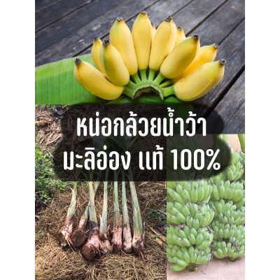 Woww สุดคุ้ม หน่อกล้วยน้ำว้า มะลิอ่อง แท้ 100% (ชุด 10 หน่อ) ต้นใหญ่ ลำต้นสูง เครือใหญ่ ลูกดก ราคาโปร พรรณ ไม้ น้ำ พรรณ ไม้ ทุก ชนิด พรรณ ไม้ น้ำ สวยงาม พรรณ ไม้ มงคล