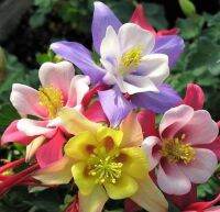 เมล็ดพันธุ์ โคลัมไบน์ aquilegia vulgaris var. stellata columbine barlow 50 เมล็ด เมล็ดพันธุ์นำเข้าจาก อังกฤษ