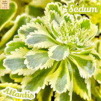 [ซีด้ัม แอตแลนติส] Sedum Atlantis แคคตัส ต้นไม้ ไม้หนาม ไม้ทนแล้ง กุหลาบหิน ไม้อวบน้ำ พืชอวบน้ำ succulent cactus กระบองเพชร ของขวัญ