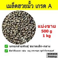 เมล็ดฮวยมั้ว เกรดA // สำหรับนก และ สัตว์ฟันแทะ