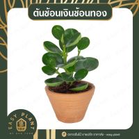 ยอดฮิต ต้นช้อนเงินช้อนทอง ต้นไม้มงคล สุดน่ารัก-easyplant ขายดี ต้นไม้ ฟอก อากาศ กระถาง ต้นไม้ ไม้ ประดับ ต้นไม้ ปลูก ใน บ้าน