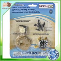 Safari : SFR662316 วงจรชีวิตเต่าทะเล Life Cycle of a Green Sea Turtle Model Action Figure Cartoon แอกชั่น ฟิกเกอร์ ของเล่น ของสะสม ของเล่นเด็ก ตุ๊กตา Mamy and Buddy