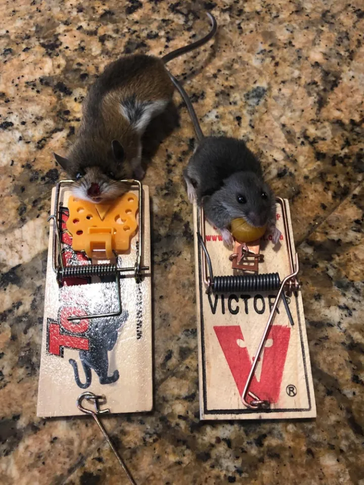 2pc large mouse traps