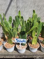 โอพันเทียด่าง Opuntia monacantha variegata เสมาด่าง Opuntia monacantha var. variegata ใน กระถาง 6 นิ้ว