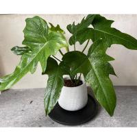 โปรโมชั่น Philodendron Bipennifolium ฟิโลเดนดรอน ฟิโลไวโอลิน เขียว ไม้หายาก ไม้โตช้า ฟอร์มสวยมาก ราคาถูก ไวโอลิน  ไวโอลินไฟฟ้า valencia บ่ารอง ที่รอง เอ็น คันชัก อุปกรณ์มาตรฐาน สายโปร ไนล่อน