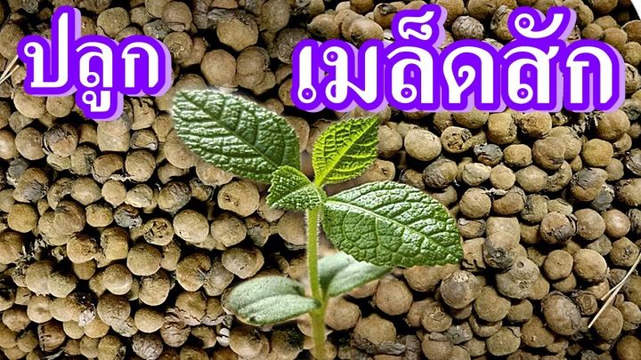 เมล็ดพันธุ์-seeds-bonsai-สักทอง-100-เมล็ด-พันธุ์ไม้ไทย-เนื้อดี