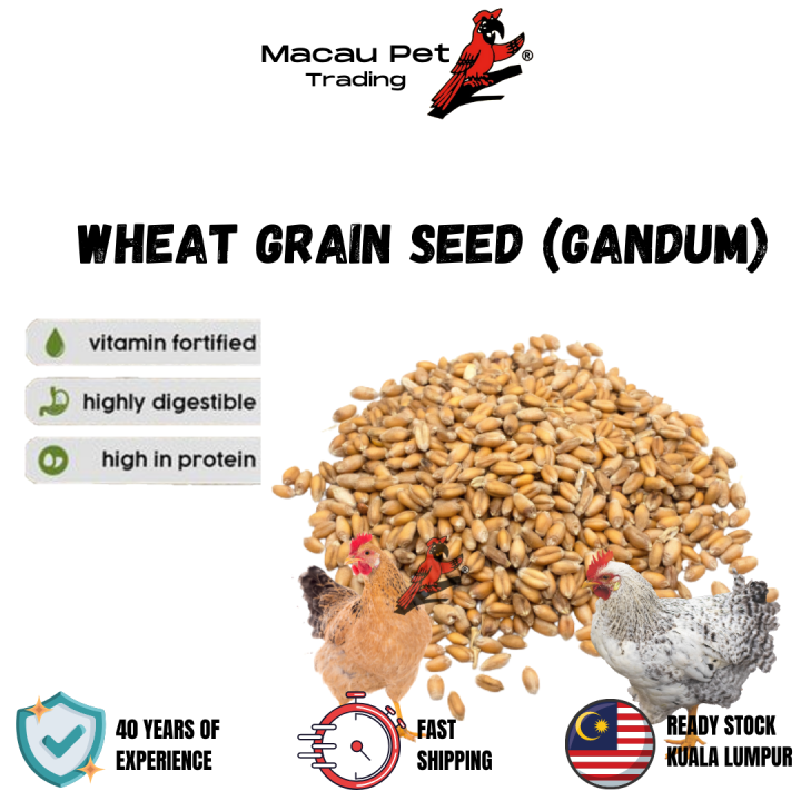 MPT Gandum Burung Gandum Ayam Gandum Itik Oat Seed Millet for Small