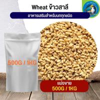 สุดยอด ข้าวสาลี Wheat Rice เพาะได้ อาหารนก กระต่าย หนู กระต่าย กระรอก ชูก้า และสัตว์ฟันแทะ (แบ่งขาย 500G / 1KG)