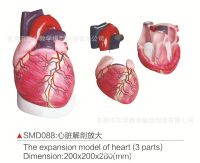 SMD088 heart anatomy amplification