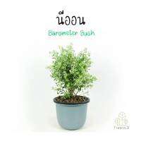 Treeno.9 T397 นีออน  Barometer Bush  กระถาง 10 นิ้ว ไม้ดอกประดับ พุ่มแน่น พร้อมออกดอกสีชมพูอมม่วง ดอกเยอะมาก สูง 50-60 cm