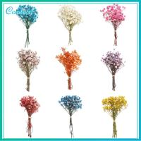 COOLEAF งานฝีมือ DIY ตกแต่งงานแต่งงาน อุปกรณ์ประกอบฉากภาพ วัสดุธรรมชาติ มินิ Babysbreath ช่อดอกไม้ประดิษฐ์ธรรมชาติ ดอกไม้จริง ลำต้นของพืช