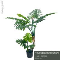 Philodendron Bonsai Height 120 Cm.