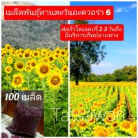 เมล็ดพันธุ์ทานตะวันอะควอร่า 6(สายพันธุ์ลูกผสม) บรรจุ 100 เมล็ด โชว์ดอก ทนแล้ง ปลูกง่าย ให้ผลผลิตสูง