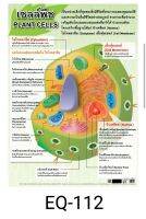 เซลล์พืช EQ 112 โปสเตอร์สื่อการสอน หุ้มพลาสติก ขนาด 50 * 70 cm