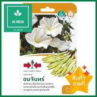 ดอกพระจันทร์ ชมจันทร์ ศรแดงTROPICAL WHITE MORNING-GLORY SEED F1 SORNDAENG CHOMJAN **สอบถามเพิ่มเติมได้จ้า**